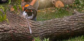 Reliable Wayne, NE Tree Services Solutions